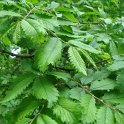Hemiptelea davidii feuille